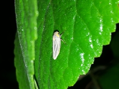 Graphocephala nigrifascia
