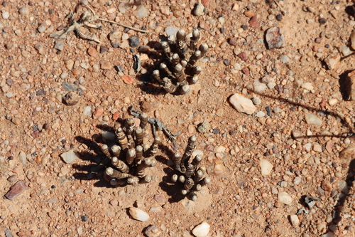 Image of Monilaria chrysoleuca by (c) amantedarmanin, some rights reserved (CC BY)