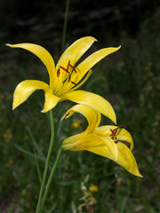Lilium parryi