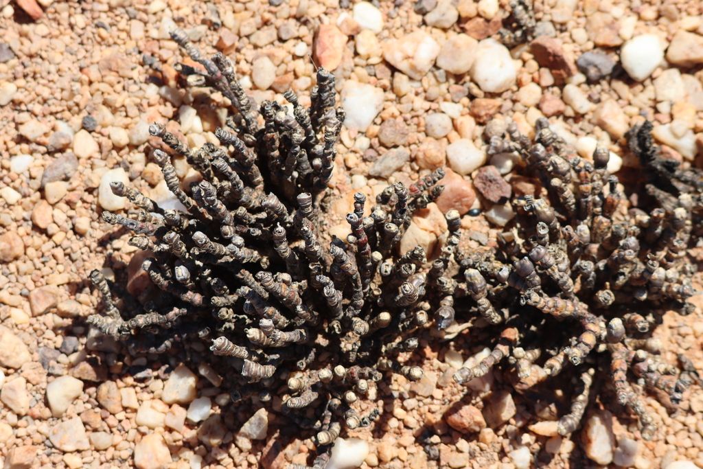 Conophyllum chrysoleucum (Schltr.) Schwantes 2