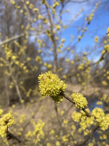Lindera benzoin