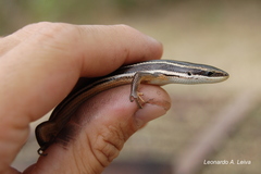 Aspronema dorsivittatum