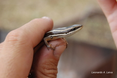 Aspronema dorsivittatum