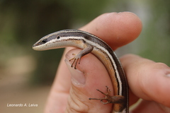 Aspronema dorsivittatum