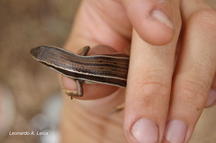 Aspronema dorsivittatum