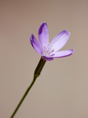 Stephanomeria exigua exigua