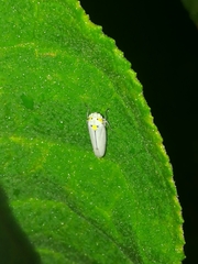 Graphocephala appropinquans