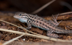 Sceloporus graciosus graciosus