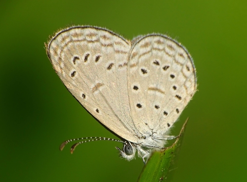 Photo of Tiny Grass Blue (Zizula hylax)