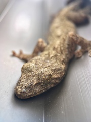 Gekko japonicus