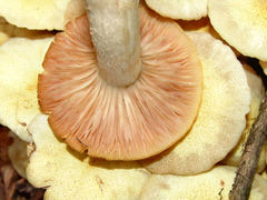 Desarmillaria caespitosa image
