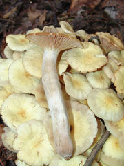 Desarmillaria caespitosa image