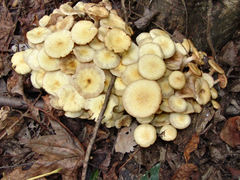 Desarmillaria caespitosa image