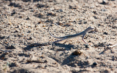 Callisaurus draconoides rhodostictus