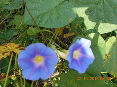 Ipomoea parasitica