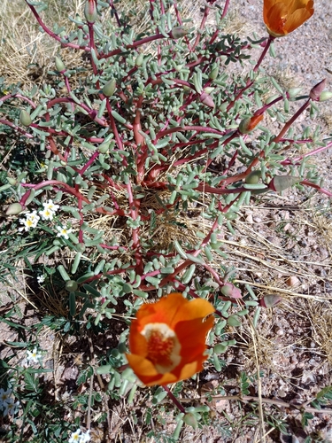 Portulaca echinosperma (Portulaca echinosperma)