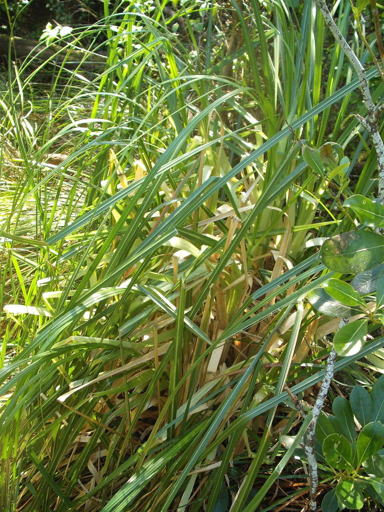 Pampas grasses from Blockhouse Bay, Auckland on October 14, 2018 by