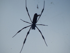 Trichonephila clavipes image