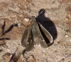 Moncina