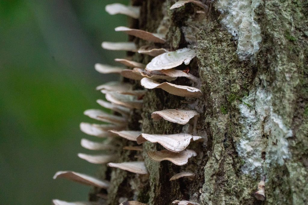 Trichaptum biforme · April 2023 · photo: © tbc_watanabe (iNaturalist, cc-by)