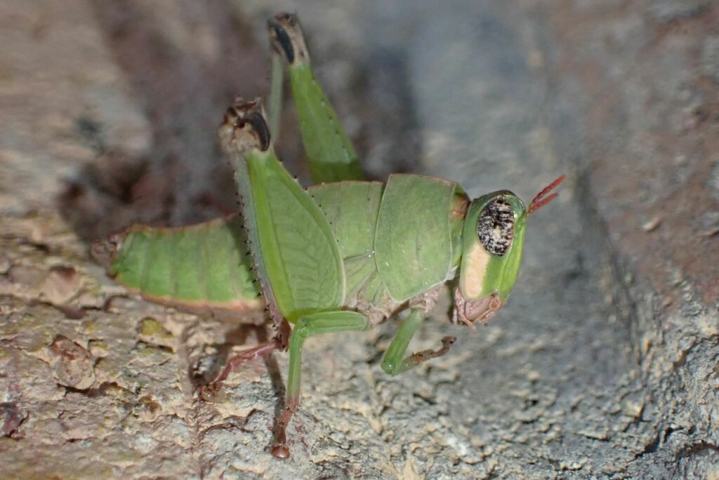 Lophothericles modestus