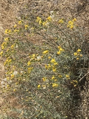 Ericameria linearifolia