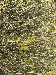 Ericameria linearifolia