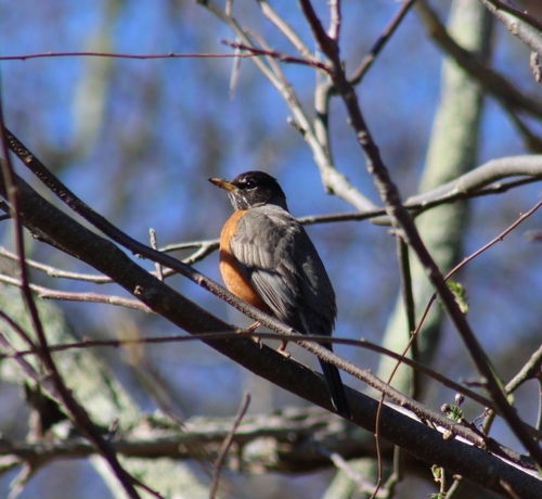 American Robin photographed in Rhode Island