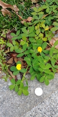 Arachis duranensis