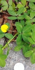 Arachis duranensis
