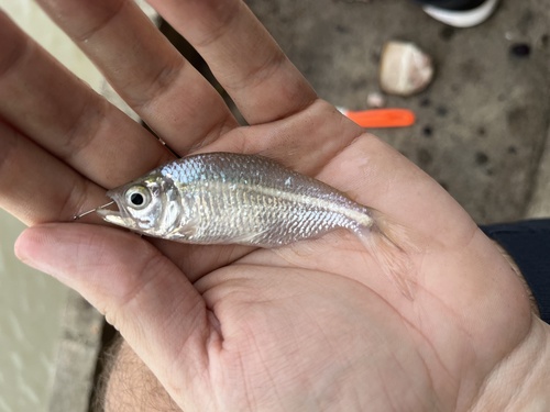 Pinto's sabretooth tetra (Oligosarcus pintoi) — Characidae — 3