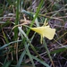 Narcissus gigas - Photo (c) Lou Valence, algunos derechos reservados (CC BY-NC), subido por Lou Valence