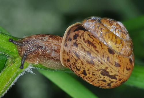 Lapinė krūmsraigė nuotrauka