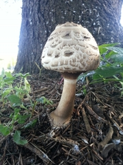 Rhacodium