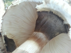 Rhacodium