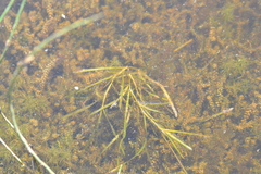Potamogeton zosteriformis