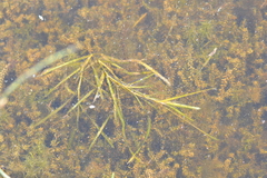 Potamogeton zosteriformis