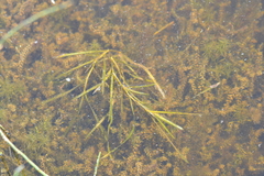 Potamogeton zosteriformis