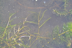 Potamogeton zosteriformis