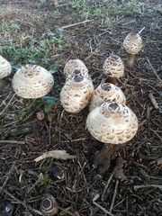 Rhacodium