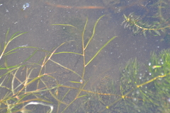 Potamogeton zosteriformis