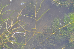 Potamogeton zosteriformis
