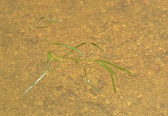 Potamogeton zosteriformis