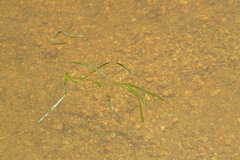 Potamogeton zosteriformis