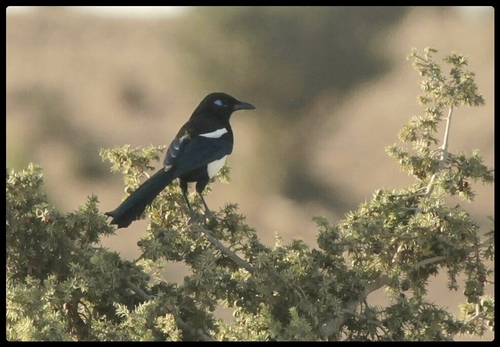 Maghreb Magpie