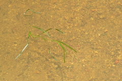 Potamogeton zosteriformis