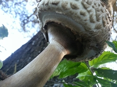 Rhacodium