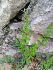 Oeosporangium pteridioides subsp. acrosticum image