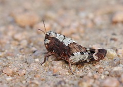 Arphia simplex