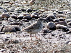 Anthus novaeseelandiae